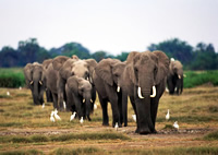 象の群れ